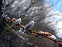 Задекларуй доходи в перші дні весни!