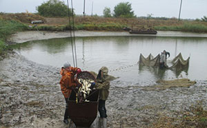 На Черкащині поновили рибні запаси Кременчуцького водосховища